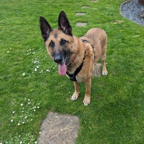 Beligan Malinois taking a break during a training session