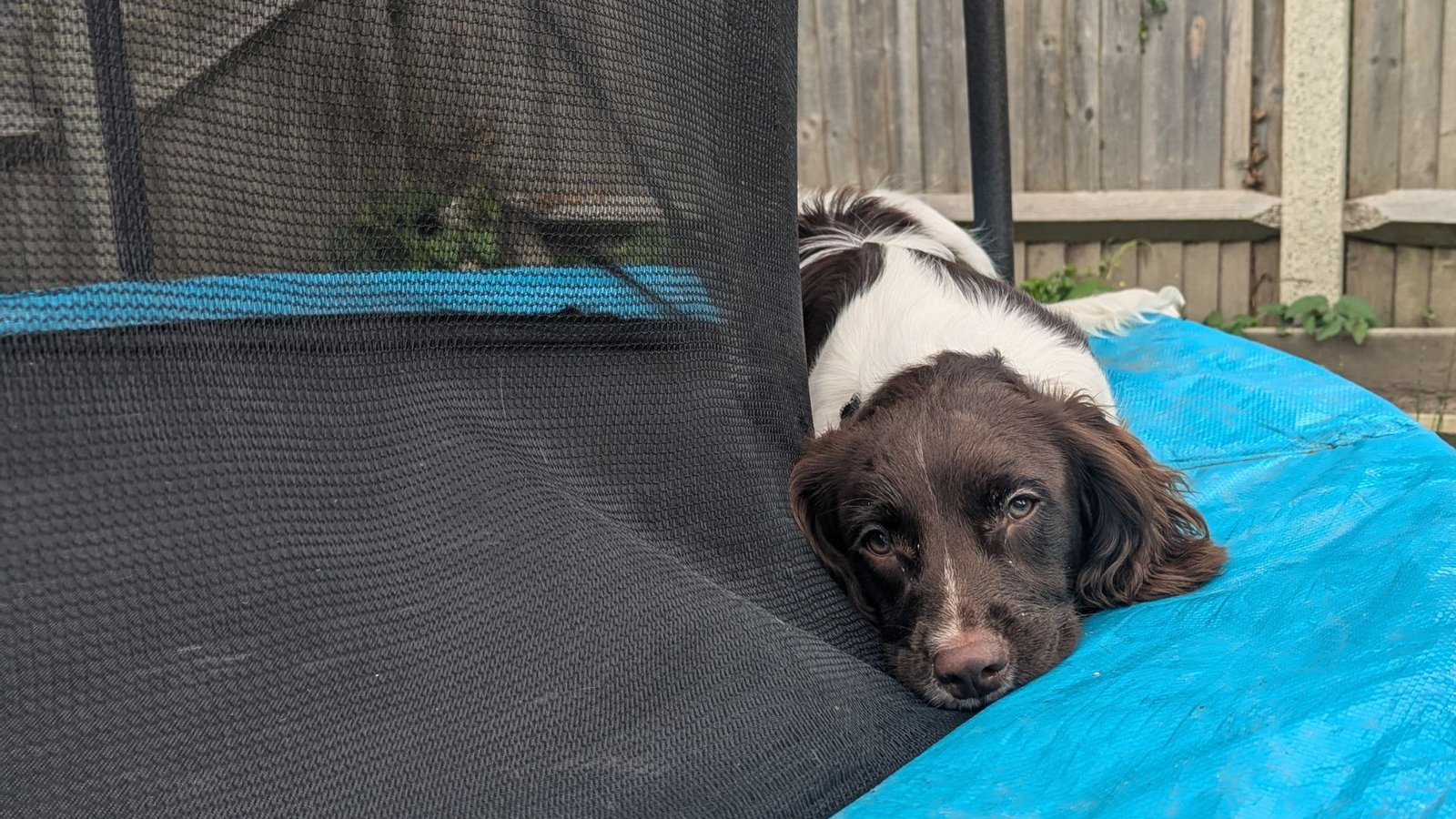 Caterham Dog Training