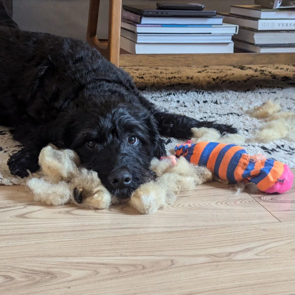 Buttons & Leash Dog Training & Behaviour - Coulsdon, Surrey