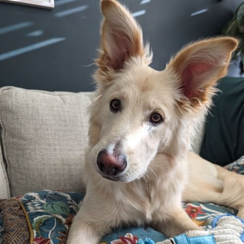 German Shepherd Border Bollie cross sitting on sofa