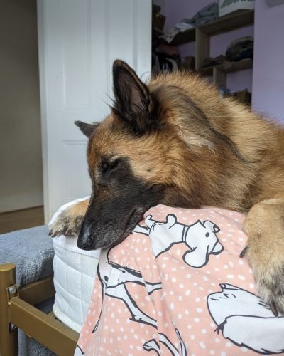 Coulsdon Dog Behaviourist