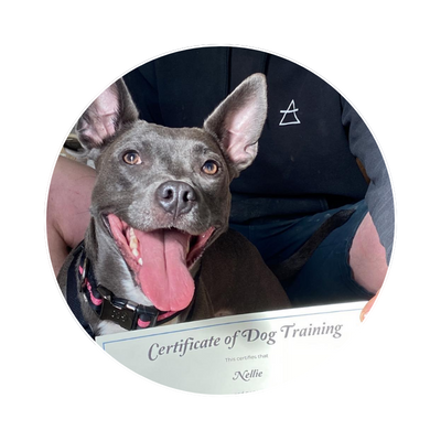 Rescue Dog Trainer