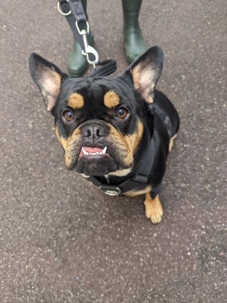 Aggressive Dog Training