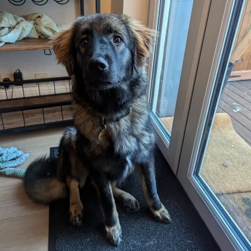 Romanian Rescue Trainer
