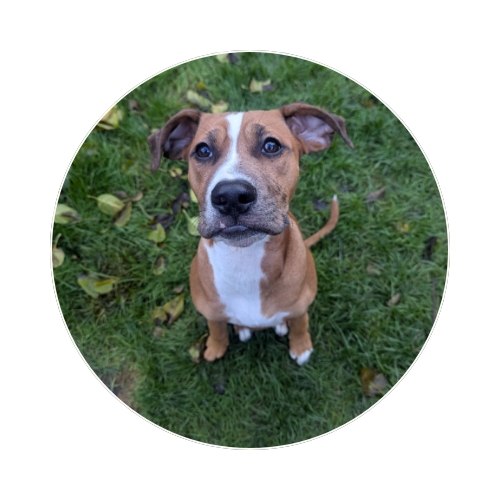 Redhill Dog Behaviourist