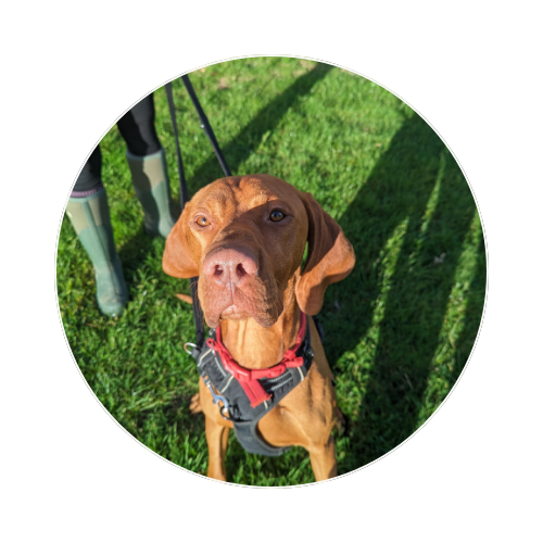 Redhill Dog Training Classes